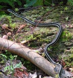 garter snake small