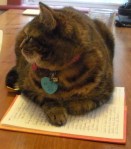 cat on journal