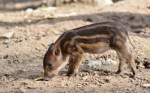 One day this baby boar will sharpen its tusks.