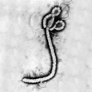 An ebola virus - with a 90% kill rate, you'd be insane not to fear it.
