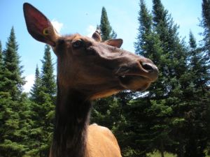 "Got any jelly beans?" inquired the elk hopefully.