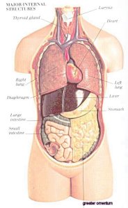 "Rhyming anatomy ABC book" OMG why aren't the stores crammed with these? K is for Kidney; L is for Lungs.