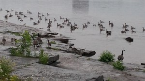 A gathering of geese in late summer, thinking, "we've got to get out of here."