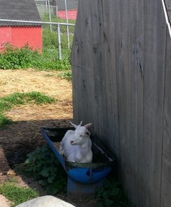 Sometimes you just need to go sit in your trough and chillax.