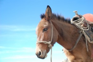 Mule photo by Juan Gnecco at FreeDigitalPhotos.com