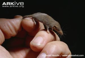 The pygmy shrew. (Way cuter than a human prince.)