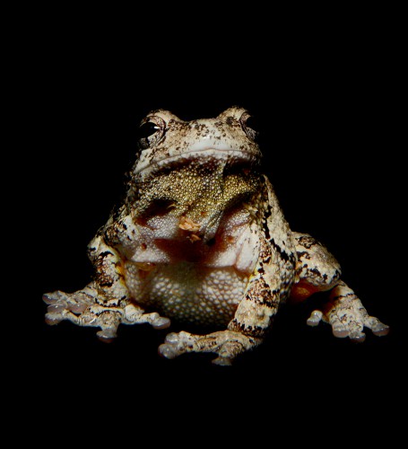 The Gray Tree Frog (nocturnal). One of the many stunning portraits by photographer Traer Scott in Nocturne.
