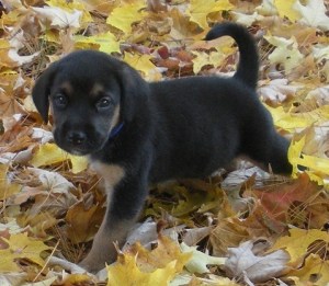 My dog Ernest as a puppy