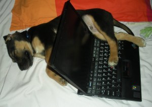 Dog and computer
