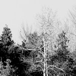 Trees in winter